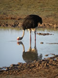 Ostrich Drinking, Amakhala Game Reserve, &copy;Caroline Yates